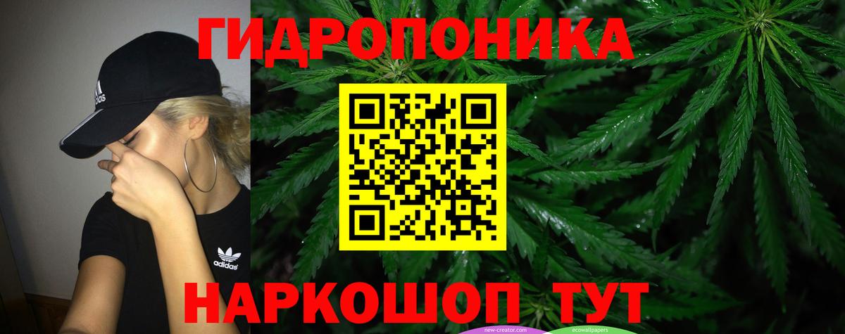 Каннабис OG Kush Ачхой-Мартан